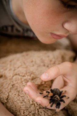 The spider sits on the boys fingers. A teenager lies on the couch with a pet tarantula spider