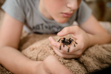 A small tarantula spider on his hand is with a guy who does tasks by watching lessons on a tablet
