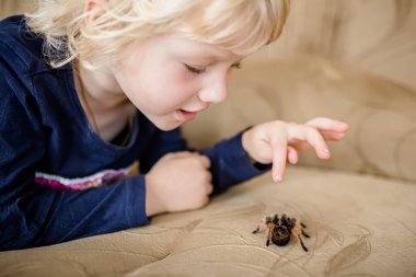 Spider tarantula at home on the couch. A little fearless girl is playing with a terrible spider crawling on the bed.