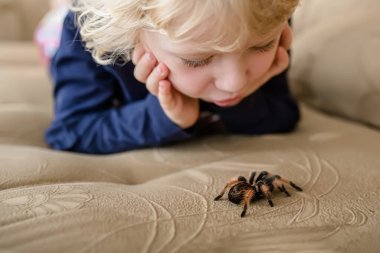 The tarantula tarantula is home as a pet. The child studies spiders. A little girl looks at a big scary spider.
