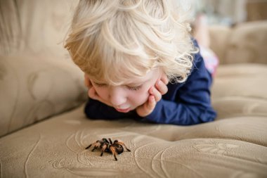 The child looks curiously at the huge tarantula spider crawling on the couch. The girl studies a wild animal at home.