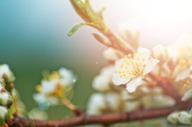 Kiraz eriği çiçekleri veya Myrobalan eriği serasiferası İlkbaharda dallarda açar.
