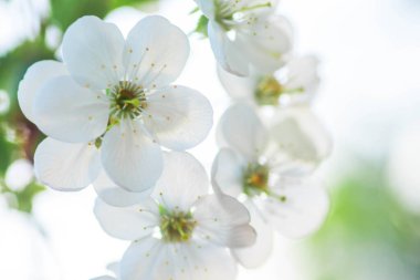 White with pink flowers of the cherry blossoms on a spring day in the park. Copy space. Selective focus. Soft focus.