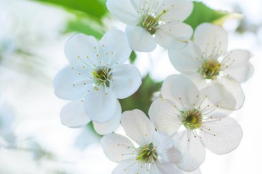 White with pink flowers of the cherry blossoms on a spring day in the park. Copy space. Selective focus. Soft focus.