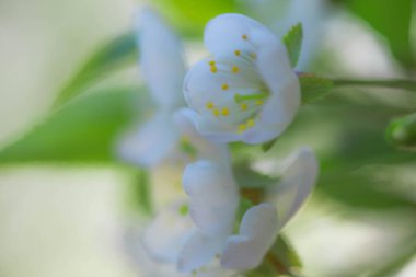 White with pink flowers of the cherry blossoms on a spring day in the park. Copy space. Blured photo