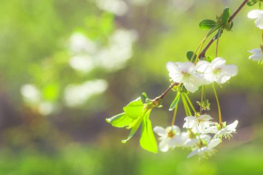 White with pink flowers of the cherry blossoms on a spring day in the park. Copy space. Selective focus. Soft focus.