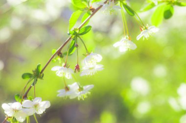 White with pink flowers of the cherry blossoms on a spring day in the park. Copy space. Selective focus. Soft focus.