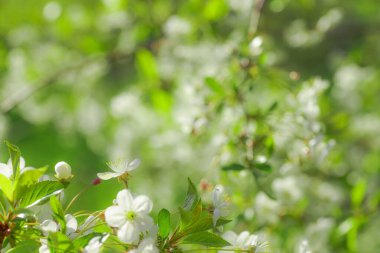 white flowers cherry tree. Flowers cherry tree blossomed. Honey and medicinal plants Ukraine. Flowering fruit trees. acro, soft focus. spring floral wallpaper