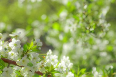 White with pink flowers of the cherry blossoms on a spring day in the park. Copy space. Selective focus. Soft focus.