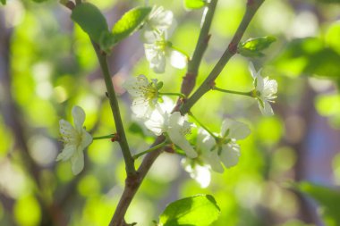 White with pink flowers of the cherry blossoms on a spring day in the park. Copy space. Selective focus. Soft focus.