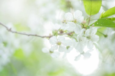 White with pink flowers of the cherry blossoms on a spring day in the park. Copy space. Selective focus. Soft focus.