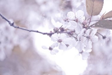 white flowers cherry tree. Flowers cherry tree blossomed. Honey and medicinal plants Ukraine. Flowering fruit trees. acro, soft focus. spring floral wallpaper