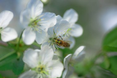 Bee collects pollen and nectar white flowers cherry tree. Flowers cherry tree blossomed. Honey and medicinal plants Ukraine. Flowering fruit trees. acro, soft focus. spring floral wallpaper
