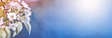 white flowers cherry tree. Flowers cherry tree blossomed. Honey and medicinal plants Ukraine. Flowering fruit trees. acro, soft focus. spring floral wallpaper