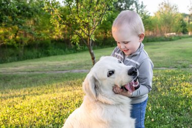 Little boy hugs a big white golden retriever dog in the summer at sunset