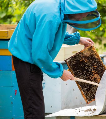 beekeeper shakes bees with frame with single brush to transfer to nucleus box. Artificial insemination of queen bee. Withdrawal of breeding queen bee in beekeeping on nucleus hive apiary.