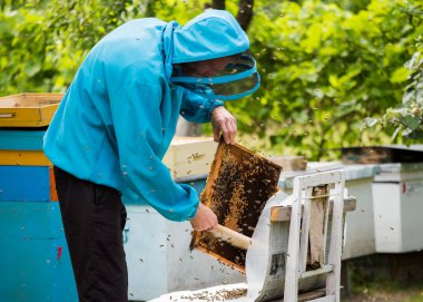 beekeeper shakes bees with frame with single brush to transfer to nucleus box. Artificial insemination of queen bee. Withdrawal of breeding queen bee in beekeeping on nucleus hive apiary.