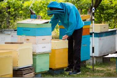 beekeeper returns frame to hive. uniting bee family and puts frame with queen cells in apiary. Beekeeping