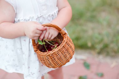 Basket with cherries in the hands of a child up to a year. Healthy food using berries for children's menu