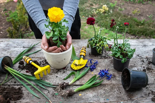 Farmer Hands Ranunculus Asiaticus Held Roots Tuber Earth Blooming Ugly — Stock Photo, Image