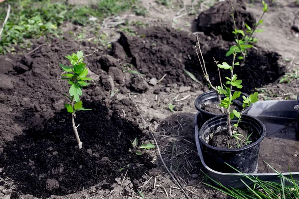 stock image Transplanting plants from transport pots into the ground in the spring. Planting rose mallow, hardy hibiscus, rose of sharon