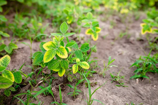Weeds Soybean Field Problems Growing Soybeans Yellow Leaves Young Soybeans — Stock Photo, Image