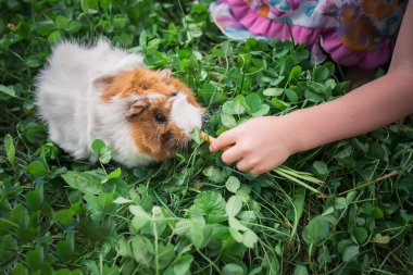 Çocuk evin arka bahçesinde havuç ve kobay besler. Yazın yonca üstünde kobay faresi