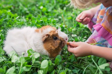 Çocuk evin arka bahçesinde havuç ve kobay besler. Yazın yonca üstünde kobay faresi