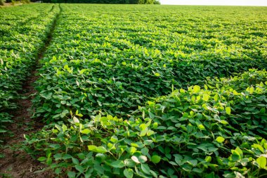 Soybean young plants in the field. Stems green soy plants in period of active growth. Background of soybean leaves
