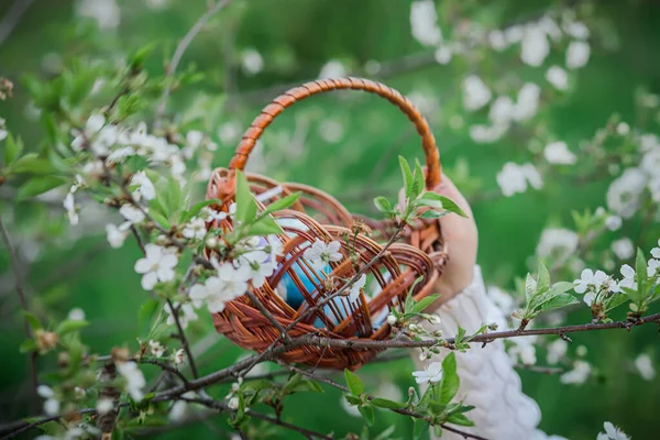 Easter basket with colored Easter eggs on a cherry branch with white flowers. Easter is spring.