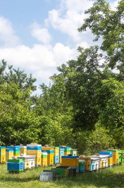 Baharda bahçede Apiary. Kovanların etrafında yeşil ağaçlar. Bal koleksiyonu sırasında çimenlerin üzerinde çok renkli kovanları vardı.