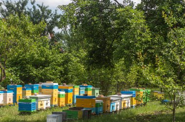 Yazın Apiary. Bahar balları koleksiyonu. Arıcılar sezona hazırlanıyor. Arılardan bal koleksiyonu