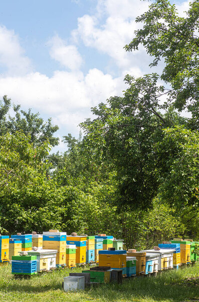 Apiary in the garden in spring. Green trees around the hives. Multi-colored hives on the grass during honey collection