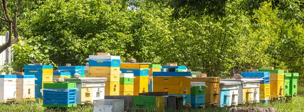 Banner Apiary Yellow Blue Hives Ukrainian Apiary Summer Garden Trees — Stock Photo, Image