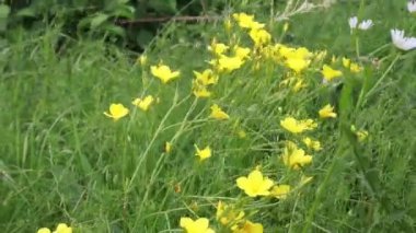 Linum flavum, Avrupa 'da yetişen altın keten ya da sarı keten çiçekleri. Bal ve tıbbi bitkiler. Altın keten ya da sarı keten çiçekli yeşil.