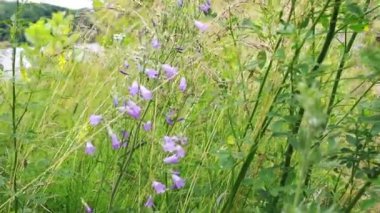 Campanula rapunculoides, sürünen çan çiçeği, ya da rampion çan çiçeği. Sahadaki bir campanulanın mor çiçekleri ve tomurcukları