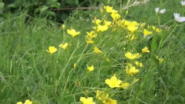 Linum Flavum Złoty Len Lub Żółte Kwiaty Lnu Rosnące Europie — Wideo stockowe