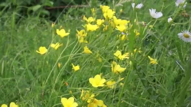Льняной Аромат Золотой Лен Желтые Льняные Цветы Растущие Европе Мед — стоковое видео