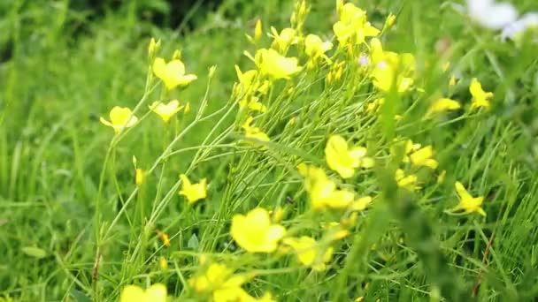 亚麻黄花 生长在欧洲的金黄色亚麻或黄色亚麻花 蜂蜜和药用植物 带有绿色的金黄色或黄色亚麻花 — 图库视频影像