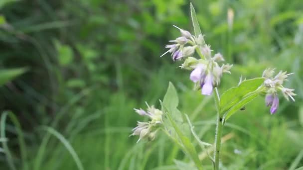 Blå Melliferous Blommor Echium Vulgare Huggormar Bugloss Och Blågräs Blå — Stockvideo