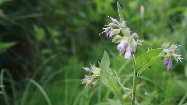 Fleurs Mellifères Bleues Vipères Echium Vulgare Bugloss Mauvaises Herbes Bleues — Video