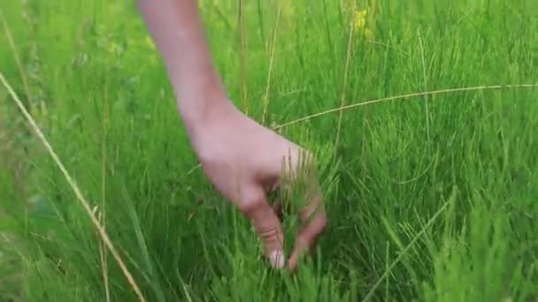 在一个生态清洁地区的草本植物中 人工拔出的茎在草地上的精巢 田里的马尾或普通的马尾 — 图库视频影像