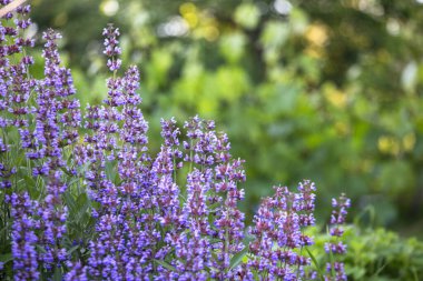 Salvia pratensis, çayır clary ya da çayır çiçeği yazın bahçedeki çayır mor çiçekleri. Yaz ve bahar aylarında çiçek açarken şifalı bitkilerin toplanması. Şifalı bitkiler. Kendi kendine tedavi..