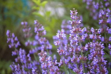 Salvia pratensis, çayır clary ya da çayır çiçeği yazın bahçedeki çayır mor çiçekleri. Yaz ve bahar aylarında çiçek açarken şifalı bitkilerin toplanması. Şifalı bitkiler. Kendi kendine tedavi..