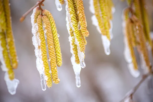 雌花の近くの木の枝にある一般的なハゼルであるコリルス アベラナの若いオスのCatkins 春の霜の後の氷と雪で覆われています 春には雪が降る 霜がナッツの収穫を破壊した — ストック写真
