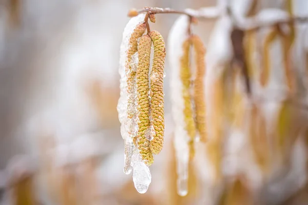 Snöfall Våren Unga Hancatkins Corylus Avellana Vanlig Hassel Grenarna Träd — Stockfoto