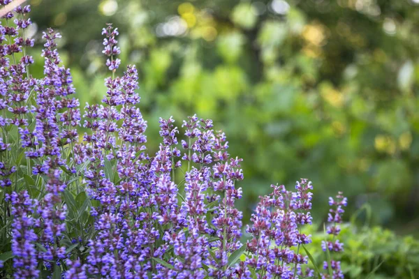 Salvia pratensis , meadow clary or meadow sage purple flowers in meadow in garden in summer. Collection of medicinal plants during flowering in summer and spring. Medicinal herbs. self-medication.