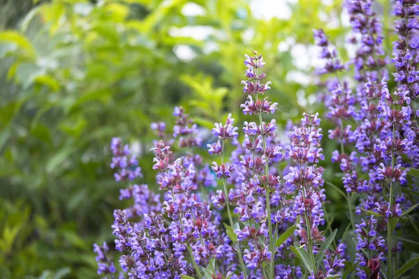 Salvia pratensis , meadow clary or meadow sage purple flowers in meadow in garden in summer. Collection of medicinal plants during flowering in summer and spring. Medicinal herbs. self-medication.