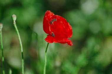 Arılar Papaver rhoeas 'dan polen toplar. Papaver rhoeas, yaygın, mısır, Flanders, kırmızı haşhaş, mısır gülü, tarla çiçekli gelincik familyası Papaveraceae. Bal bitkileri Ukrayna.