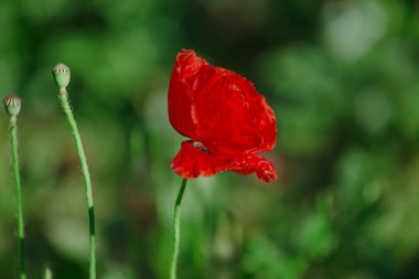 Arılar Papaver rhoeas 'dan polen toplar. Papaver rhoeas, yaygın, mısır, Flanders, kırmızı haşhaş, mısır gülü, tarla çiçekli gelincik familyası Papaveraceae. Bal bitkileri Ukrayna.
